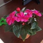 Sibel