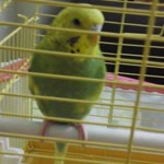Taha