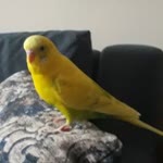 Nuray