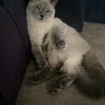 Dilek