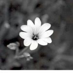 Fatema
