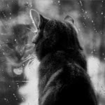 Tolga