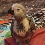 Sultan