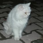 İsmail