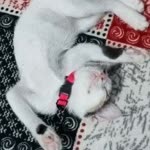Kadriye