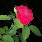 Rohit