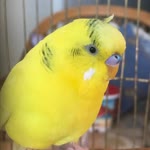Azira