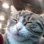 Sahin