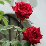 Rümeysa