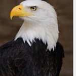 Bircan