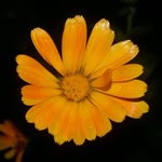 Melike