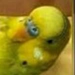 Bruhun