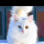 Umut