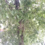 Feridun