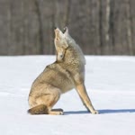 Furkan
