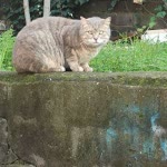 Ferhat