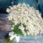 Filiz