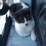 Dilek