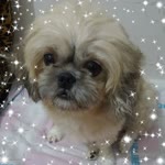 Sibel