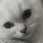 Ceren