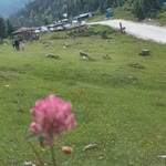 Nesli