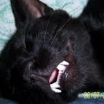 Onur