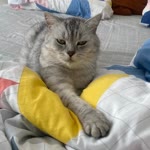 Meltem