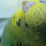 Haluk