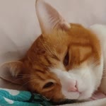 Odin