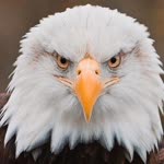 Kartal