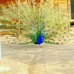Duygu