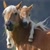 profile-icon