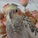 Ceyda