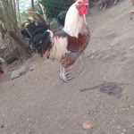 Selim