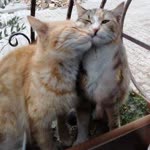 İlke