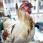 Mustafa