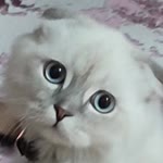 Merişan