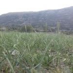 Şaban