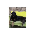 Tugce