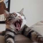 Sezen