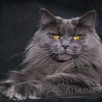 Zeki
