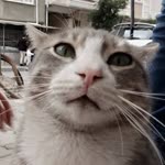 Çınar