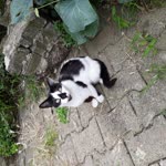 Ekin