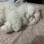 Turfa