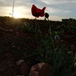 Büşra