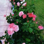 Elif
