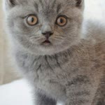 Burcu