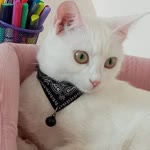Kısaca