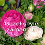 Gülsen