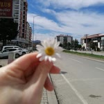 Derya
